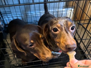 Miniature Dachshund dogs 2 Amazing Girls - Advert 2