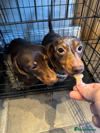 Miniature Dachshund dogs 2 Amazing Girls - Advert 2