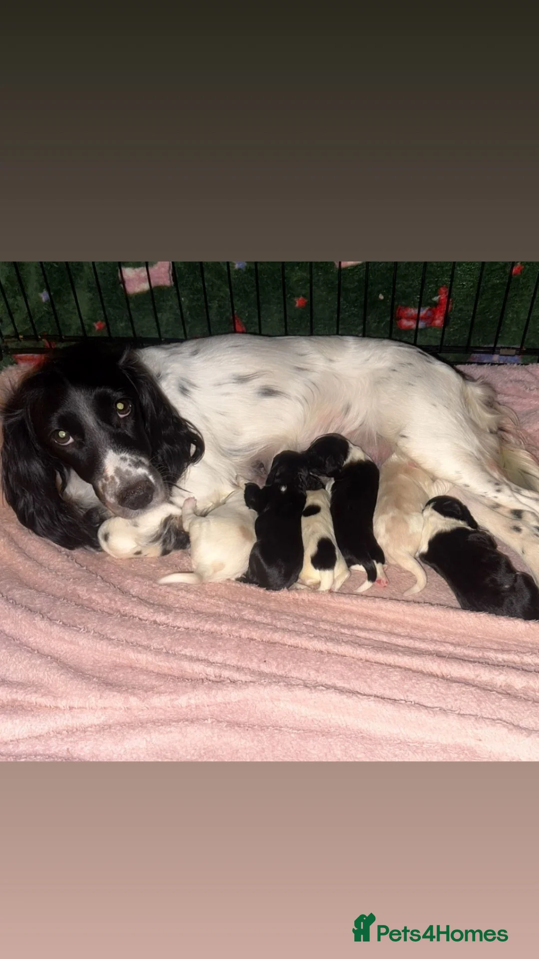 Mixed Breed dogs for sale: Spaniel puppies  - Advert 9