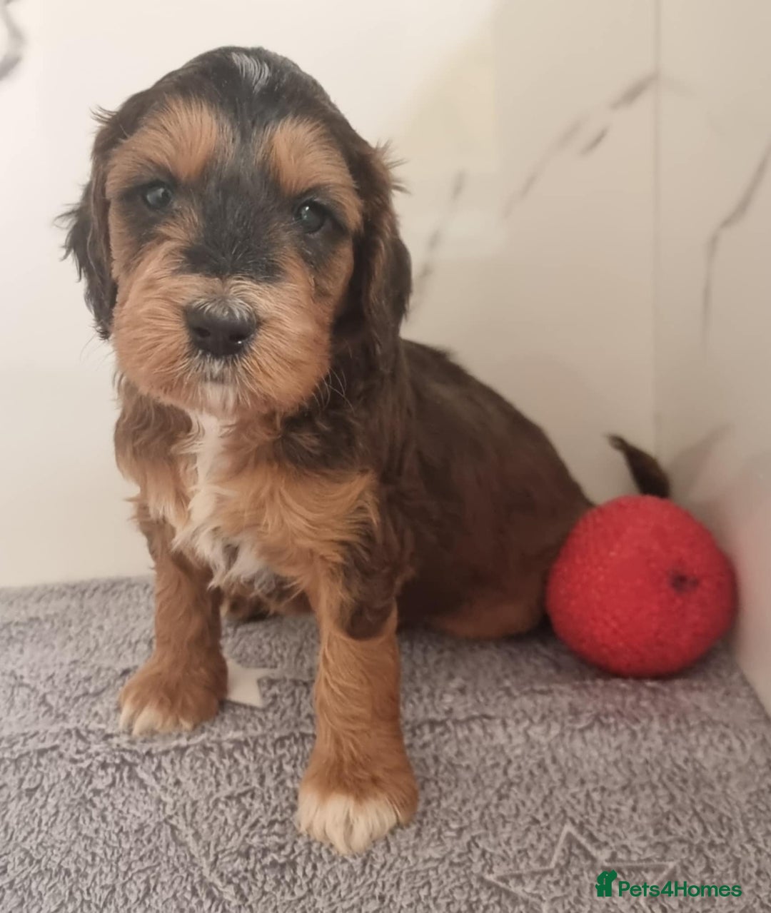 Cockapoo dogs for sale: Cockapoo's - Image 8