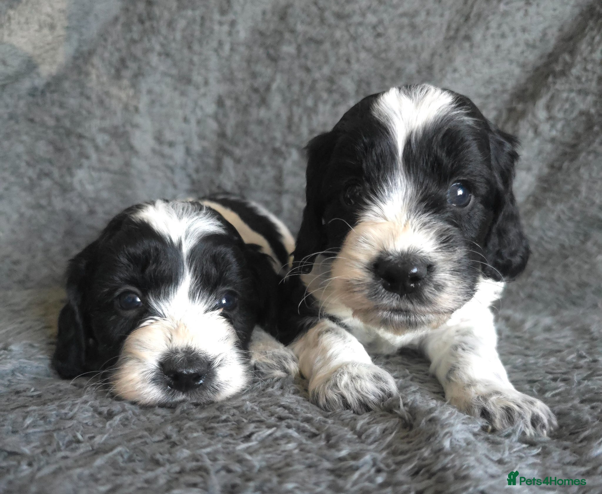 Cockapoo dogs 2 boys left. Roan F1 Cockapoos. DNA Tested  - Advert 4