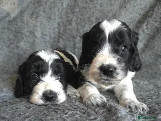 Cockapoo dogs 2 boys left. Roan F1 Cockapoos. DNA Tested - Advert 4