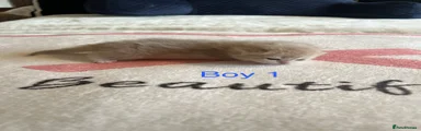 Boy 1