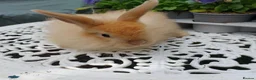 Angora rabbits for sale: ANGORA X DOUBLE LION HEAD BABIES  - Advert 6