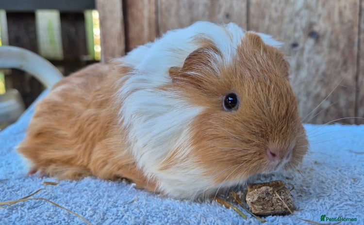 Guinea Pig rodents - Advert 6
