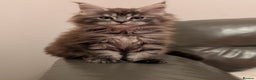 Maine Coon cats for sale: Maine coon kittens - Advert 8