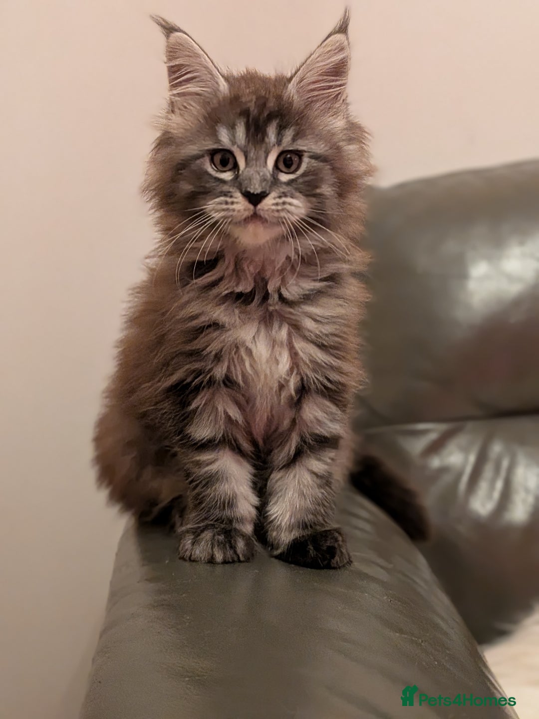 Maine Coon cats for sale: Maine coon kittens - Advert 8