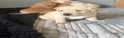 Labrador Retriever dogs for sale: Labrador puppies fox red and golden  in Huntingdon - Advert 3