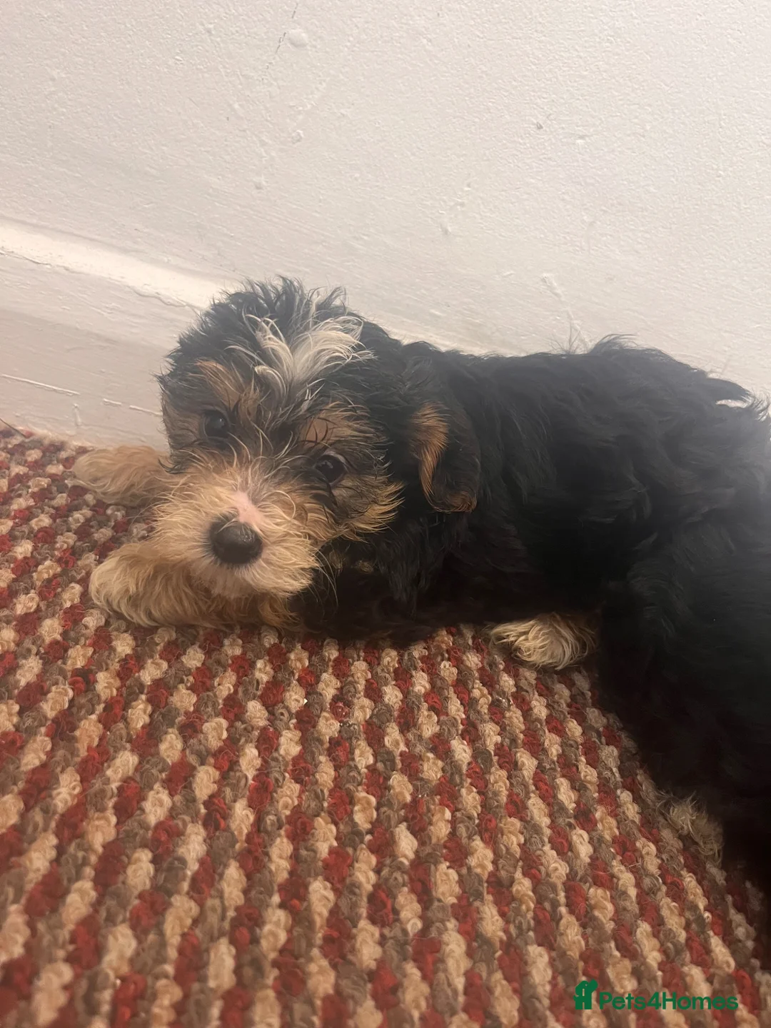 Yorkshire Terrier dogs for sale: Yorkshire terrier  in London - Advert 2