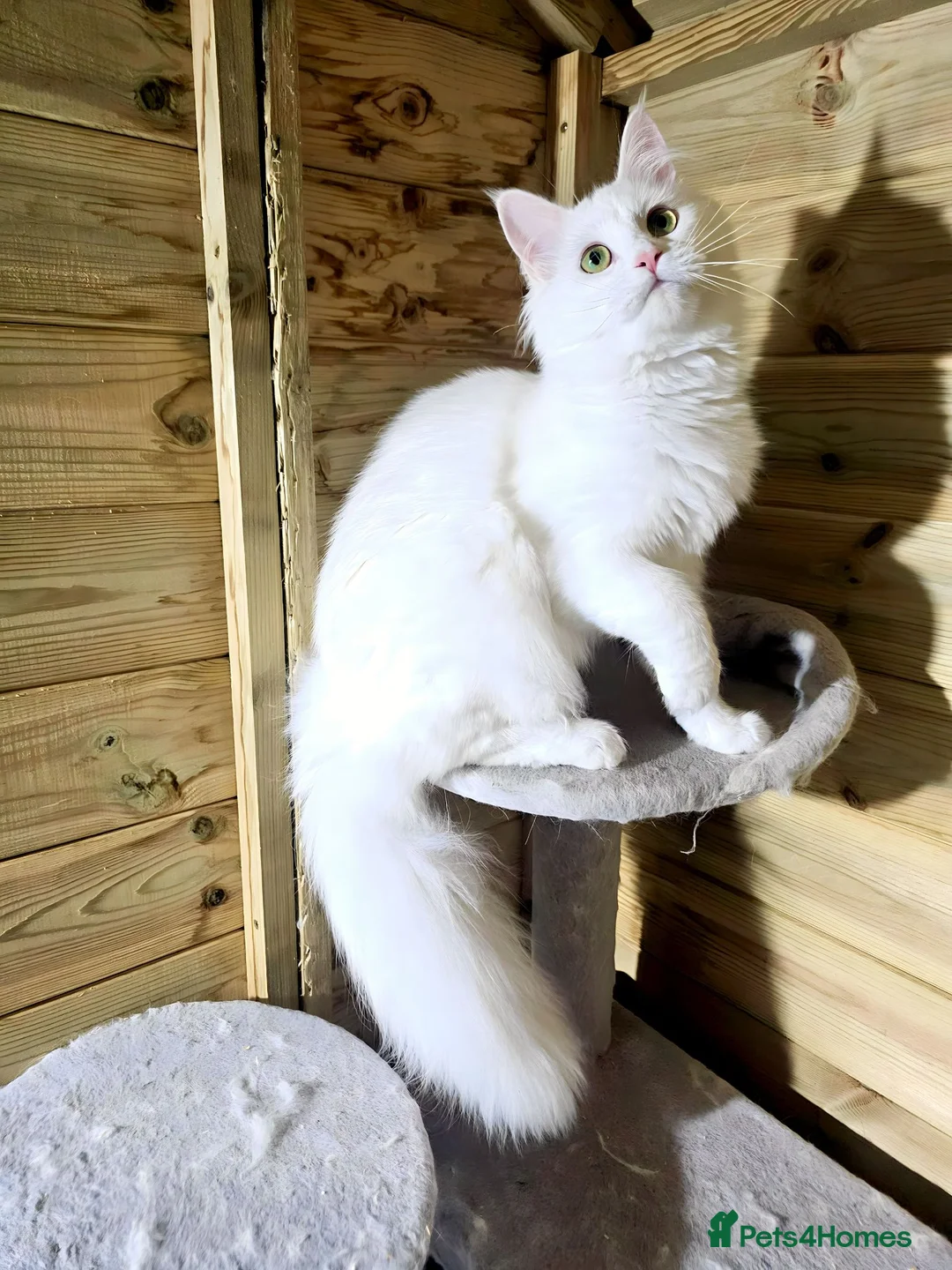 Maine Coon cats for sale: Maine Coon  - Advert 1
