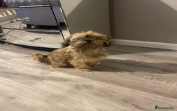 Mixed Breed dogs for sale: Beautiful pups - Image 8