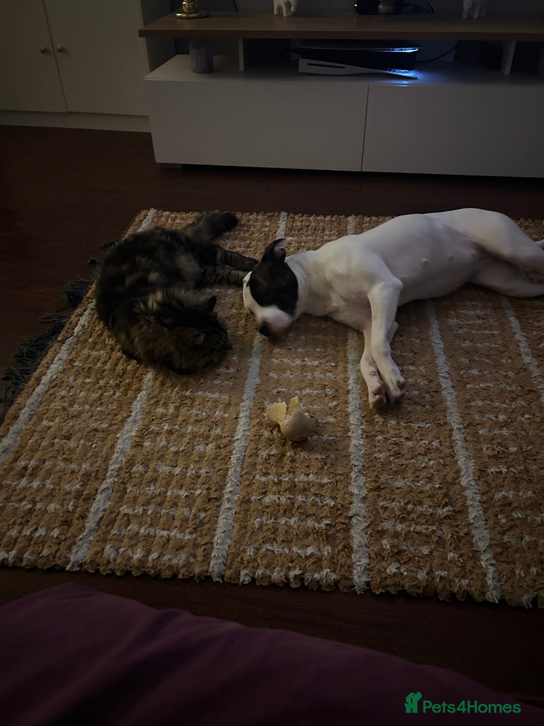 Mixed Breed dogs for sale: Daisy  - Advert 4