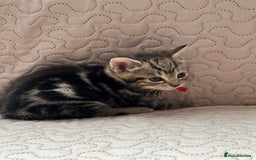 Domestic Shorthair cats for sale: Adorable Kittens Looking for a Loving Home 🐾 - Image 7