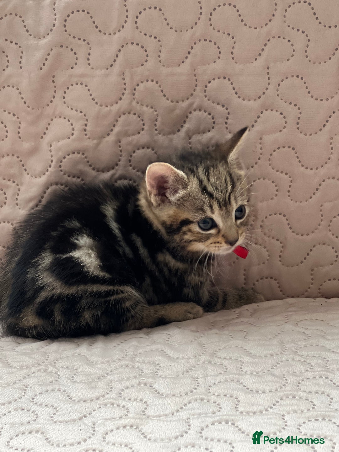 Domestic Shorthair cats for sale: Adorable Kittens Looking for a Loving Home 🐾 - Image 7