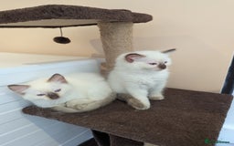 Ragdoll cats for sale: Gccf Registered Chocolate Point Ragdoll Kittens  - Image 7