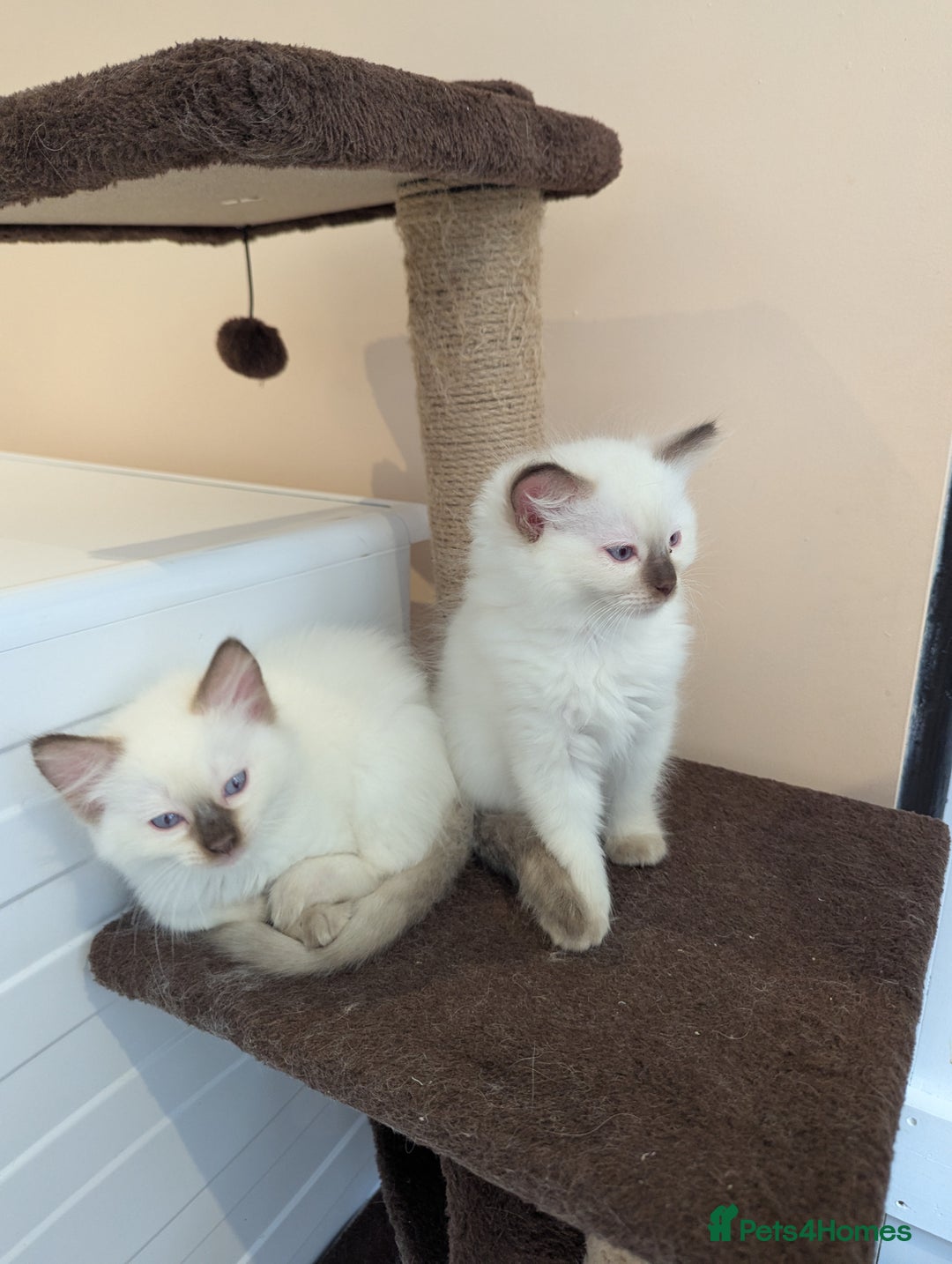 Ragdoll cats for sale: Gccf Registered Chocolate Point Ragdoll Kittens  - Image 7