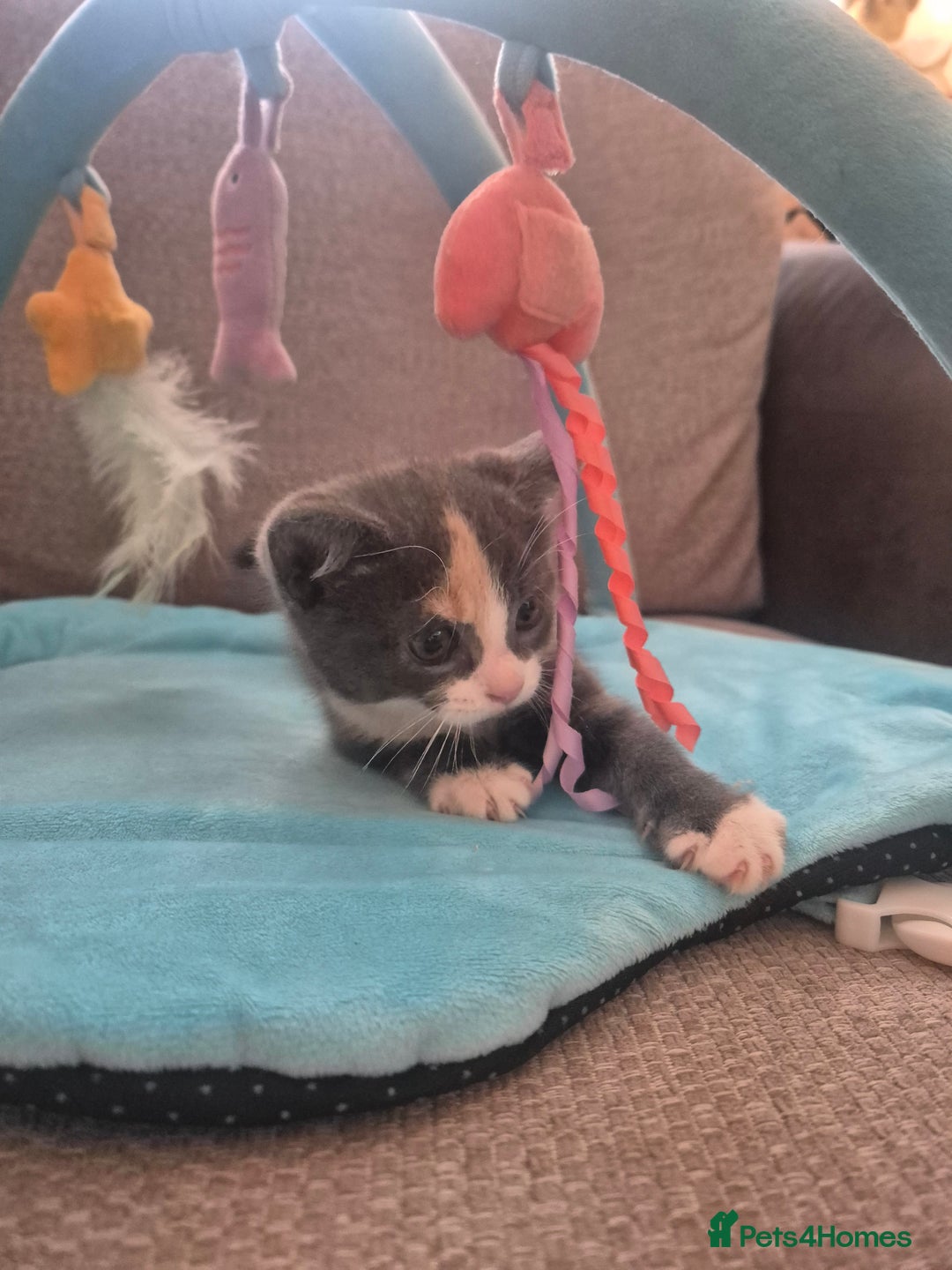 Norwegian Forest Cat cats for sale: Stunning female kitten (REDUCED) in Belper - Image 3