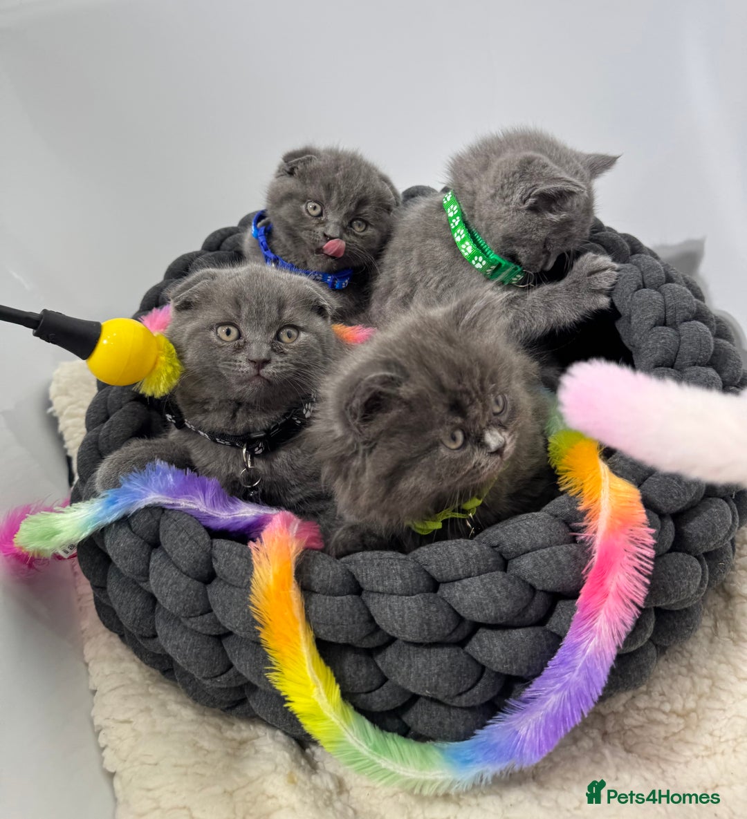 British Shorthair cats for sale: 6 stunning British Shorthair kittens  - Advert 8