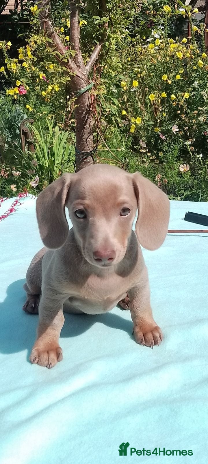 Miniature Dachshund dogs Reduced mini dachshund  - Advert 3