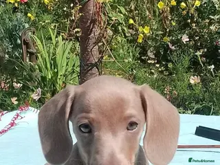 Miniature Dachshund dogs Reduced mini dachshund - Advert 3
