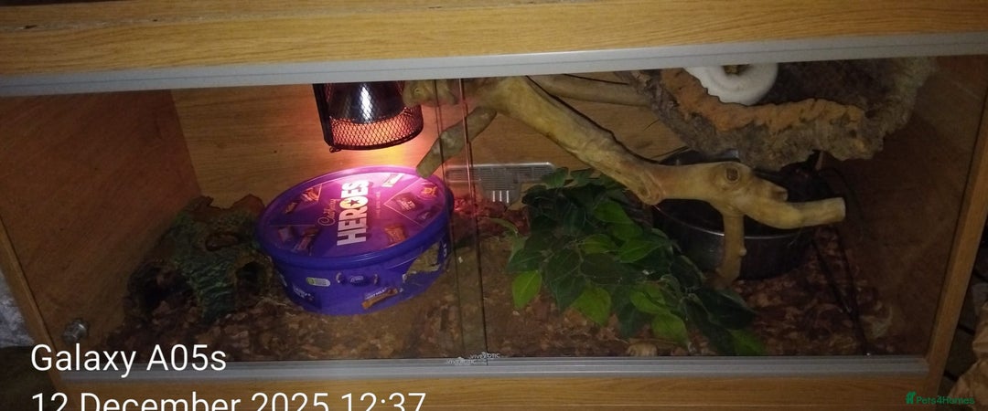 Python Snake reptiles for sale: Ball python  - Advert 8