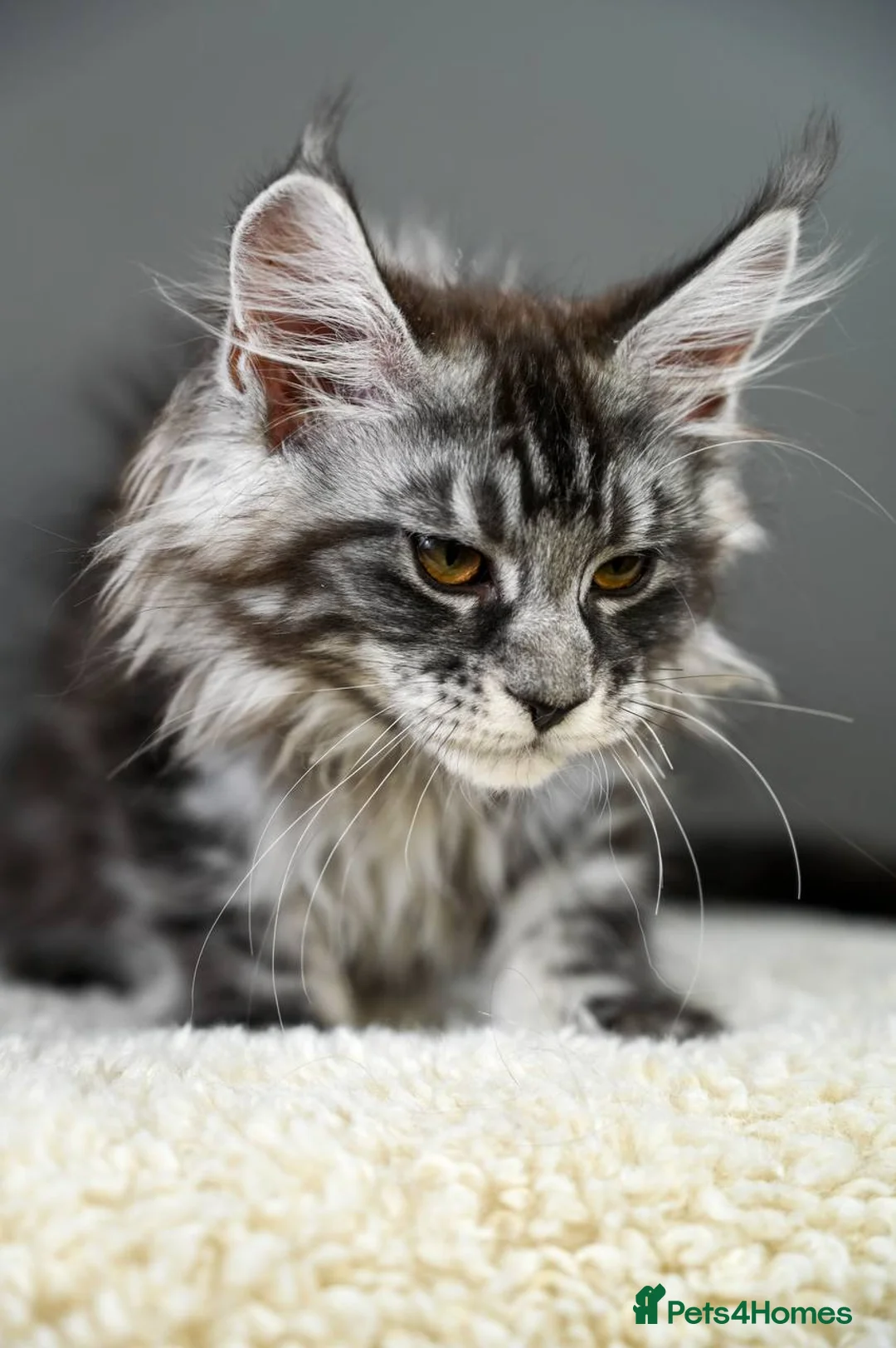 Maine Coon cats for sale: 3 Unique Kittens available - TICA registered  - Advert 13