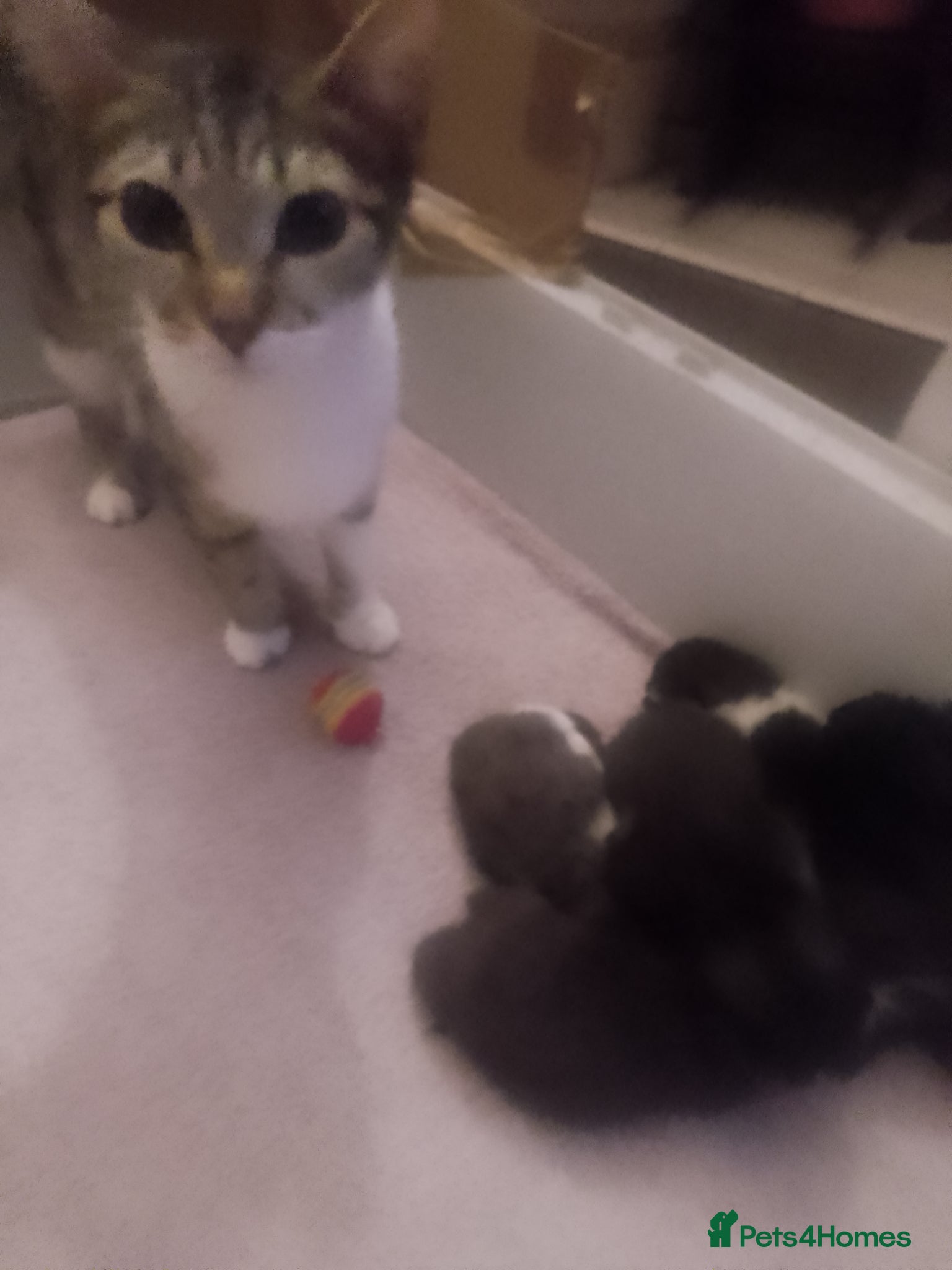 Mixed Breed cats Mixed breed shorthaired cross  - Advert 9
