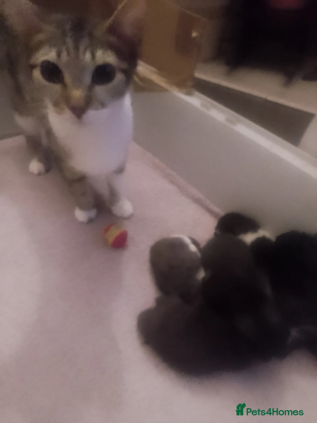 Mixed Breed cats for sale: Mixed breed shorthaired cross  - Advert 1