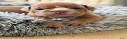 English Bulldog dogs for sale: English Bulldog Puppies  - Advert 13