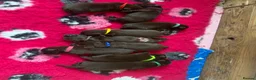 Labrador Retriever dogs for sale: KC Reg Chocolate Labrador Pups Excellent Pedigree  - Advert 13