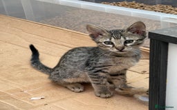 Savannah cats for sale: Savannah F6 kittens - Image 5