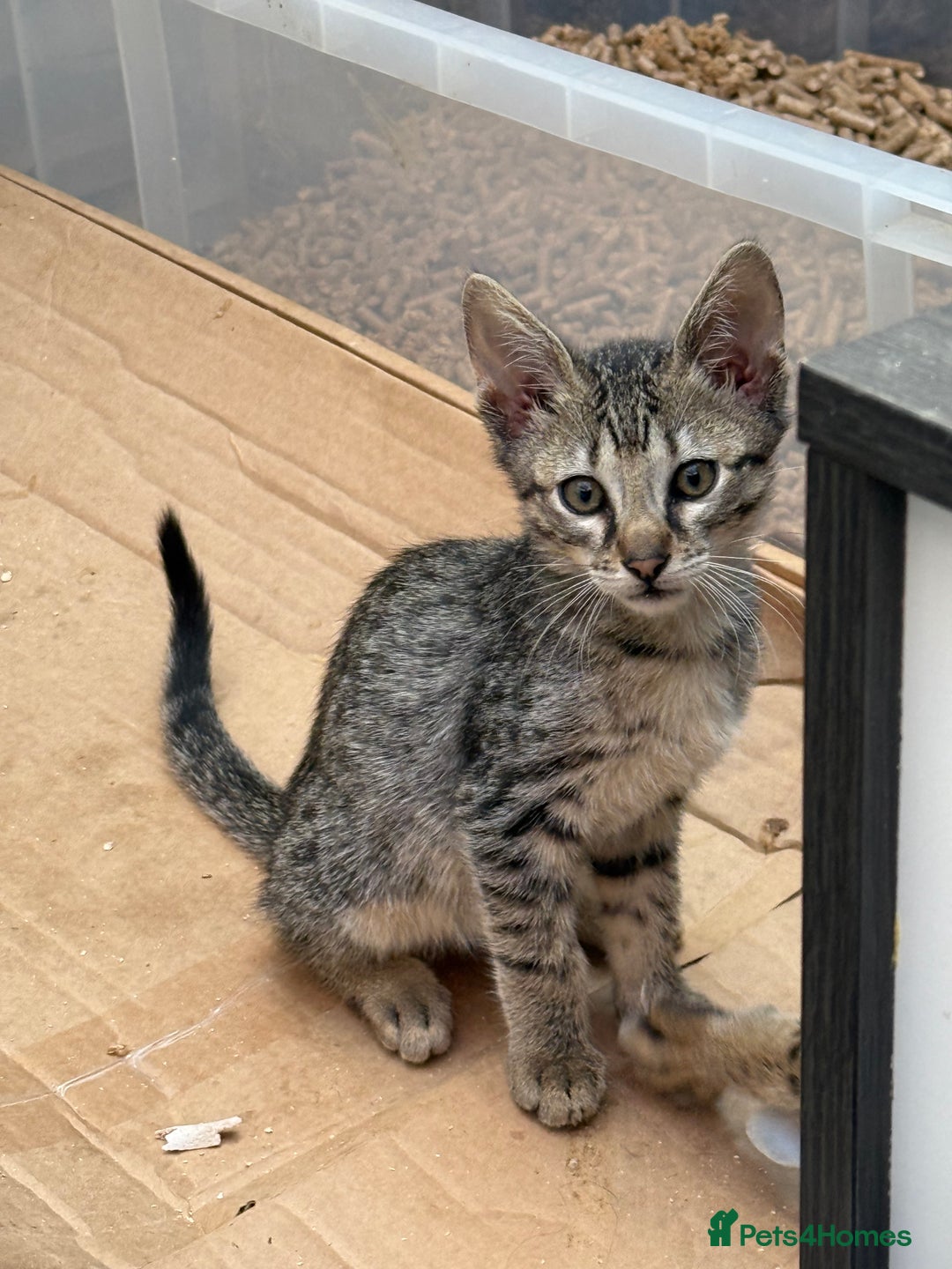 Savannah cats for sale: Savannah F6 kittens - Image 5