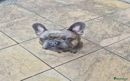 French Bulldog dogs for sale: French bulldog Apollo - Image 5
