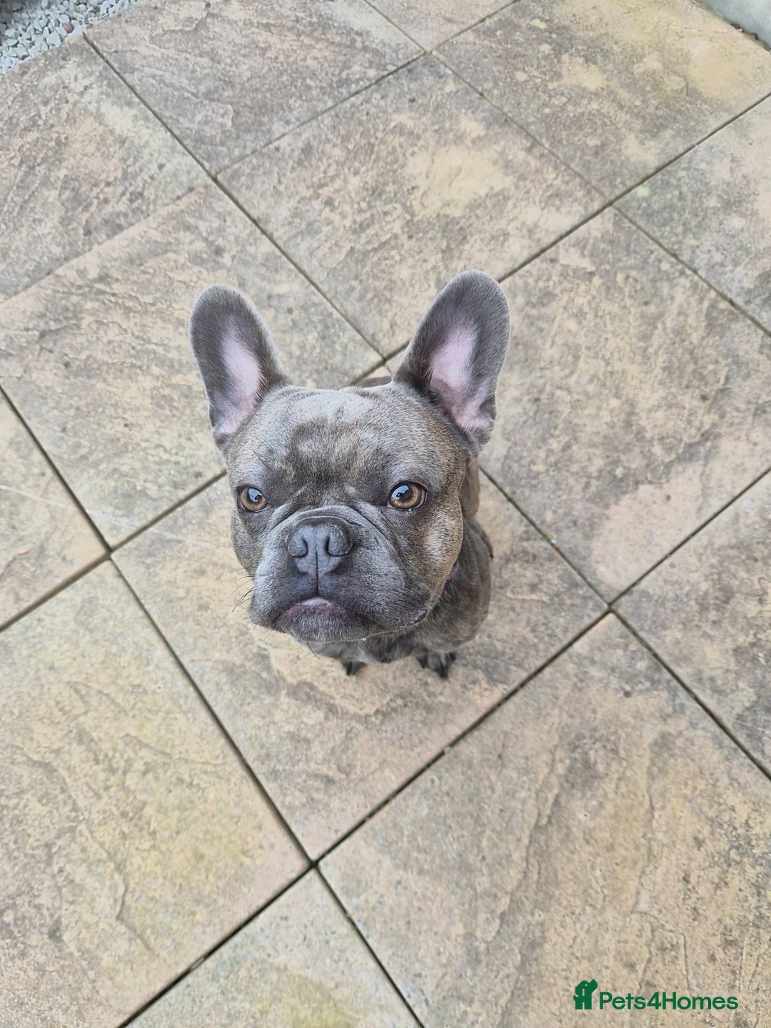 French Bulldog dogs for sale: French bulldog Apollo - Image 5