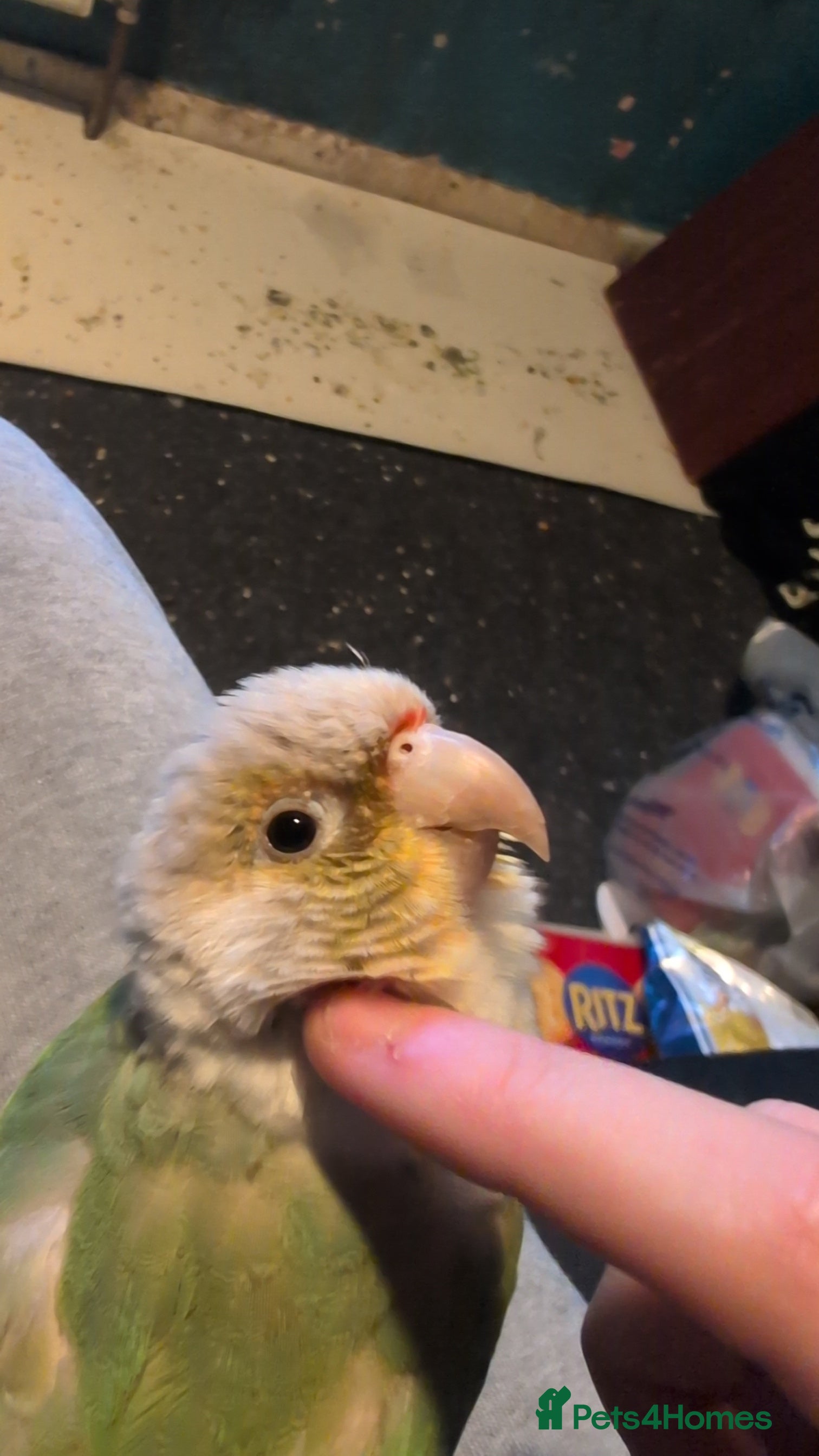 Conures birds Loki the conure  - Advert 6