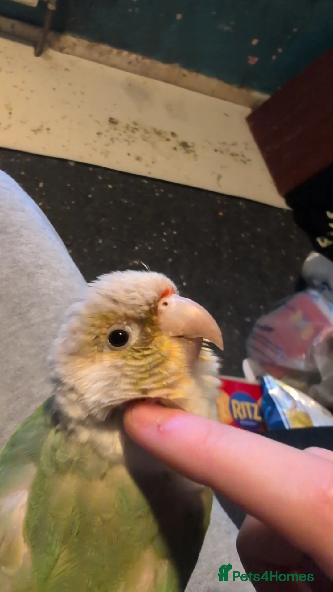 Conures birds for sale: Loki the conure  - Advert 1