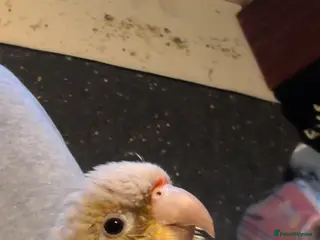 Conures birds Loki the conure - Advert 5