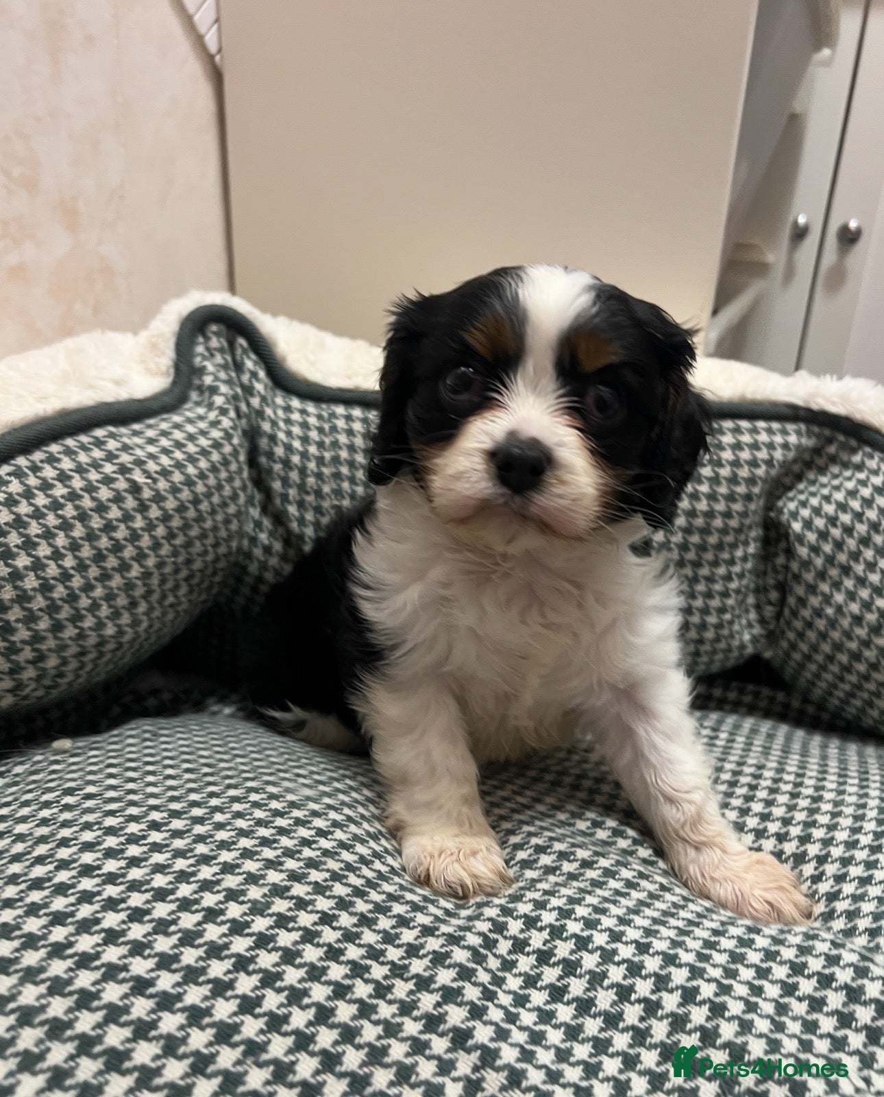 Cavalier King Charles Spaniel dogs King Charles cavalier puppies - Advert 1