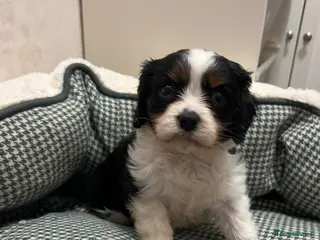 Cavalier King Charles Spaniel dogs King Charles cavalier puppies - Advert 1