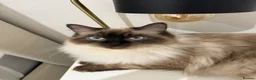 Ragdoll cats for sale: Male ragdoll for sale - Advert 3