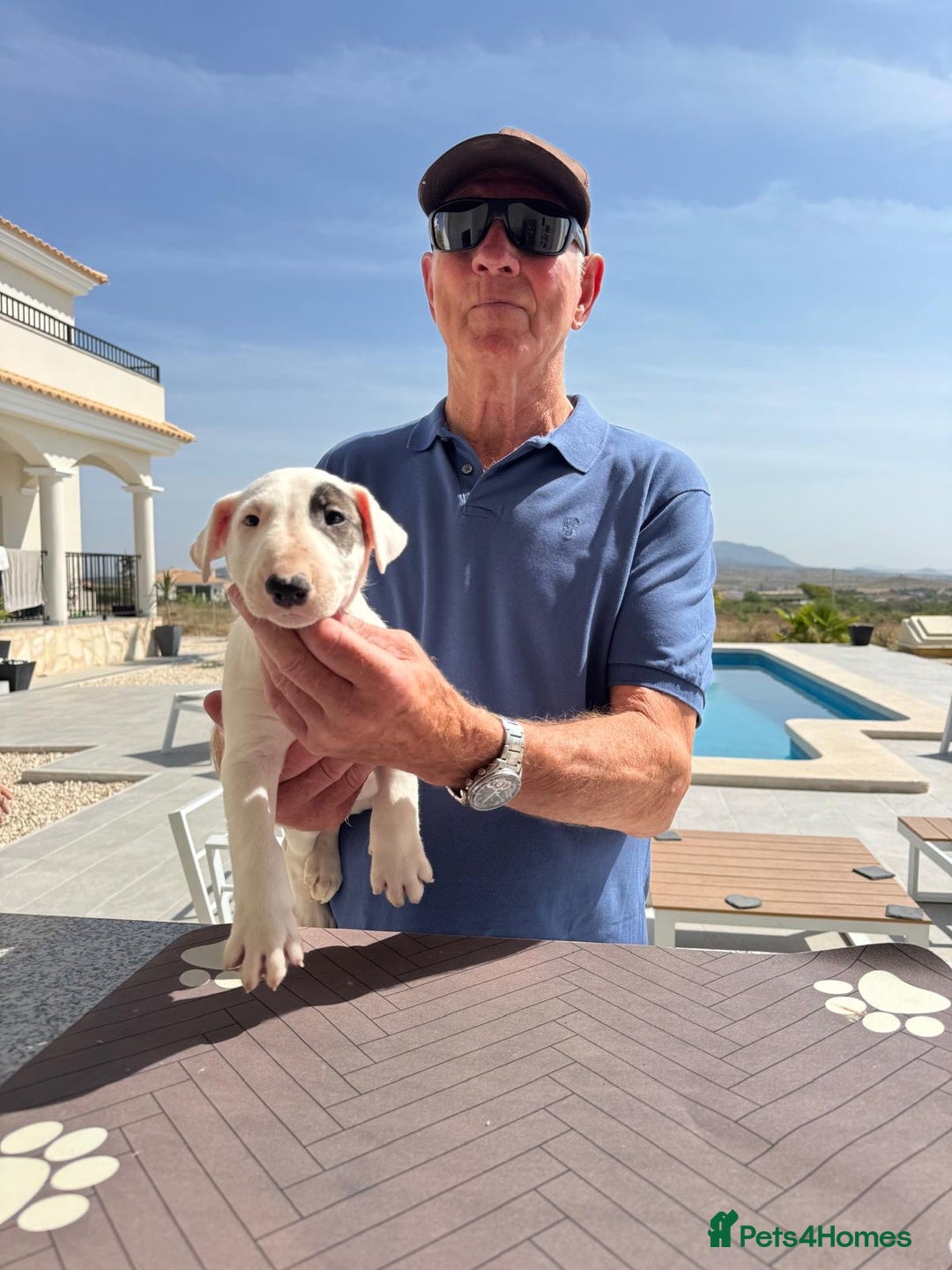 English Bull Terrier dogs for sale: Bull terrier puppies sired by uk champion  - Image 7