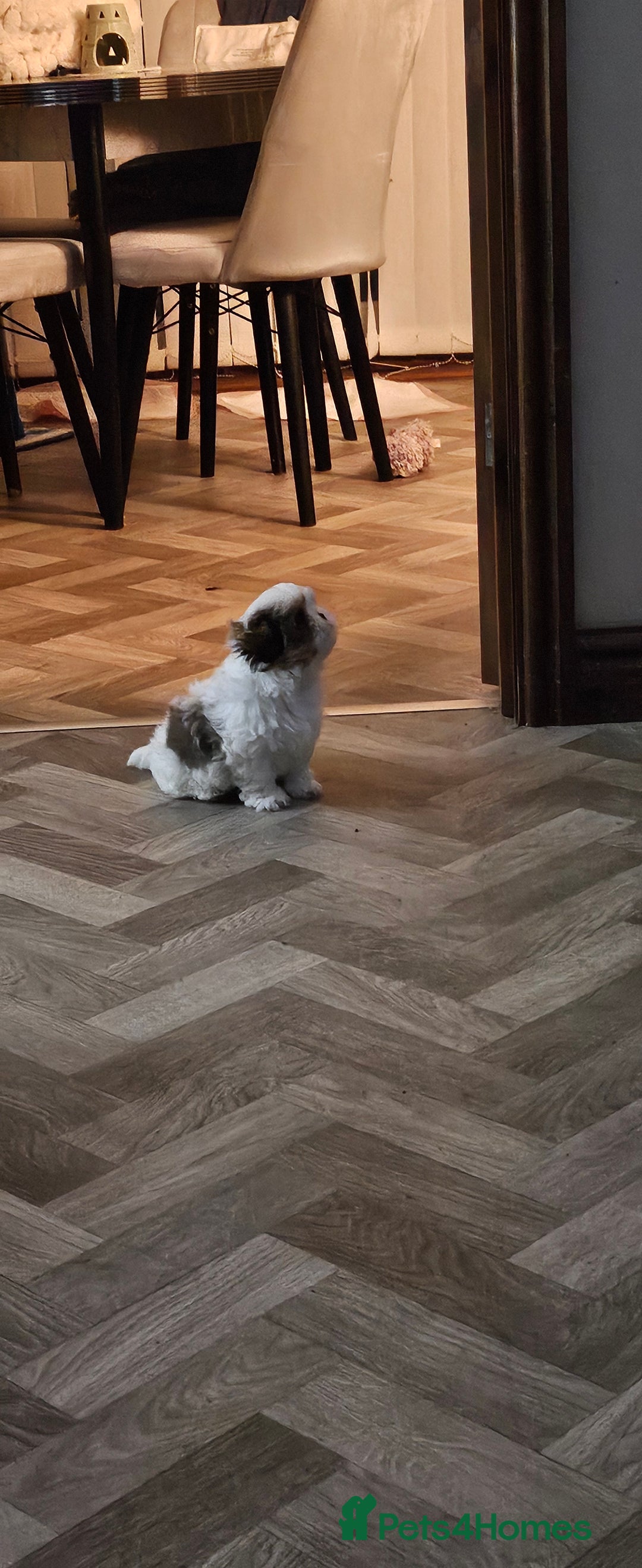 Mixed Breed dogs for sale: 4 beautiful little puppies chihuahua/shih tzu X - Advert 29