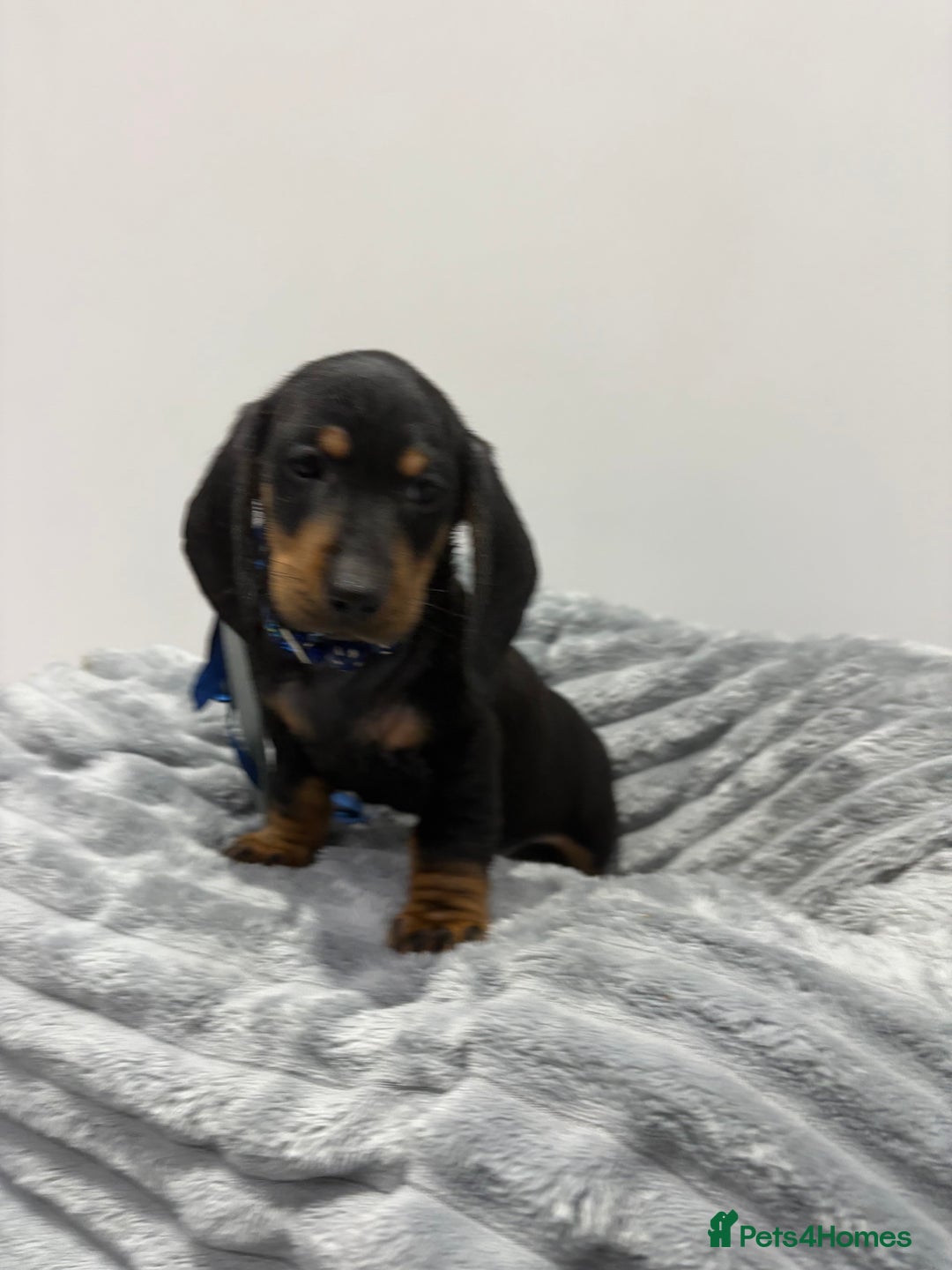 Miniature Dachshund dogs for sale: Gorgeous Miniature Dachshunds - Advert 14