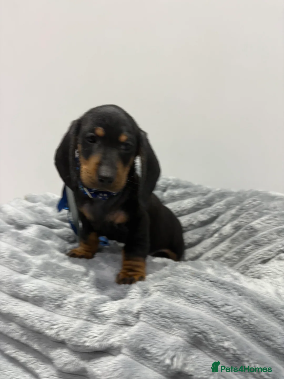 Miniature Dachshund dogs for sale: 💙One Boy ❤️One Girl Remaining Black & Tan  - Advert 7