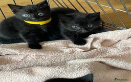 British Shorthair cats for sale: Litter of 5 lovely kittens  - Image 13