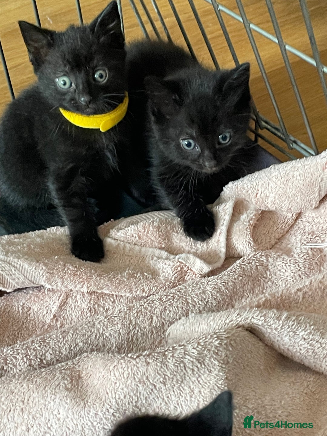 British Shorthair cats for sale: Litter of 5 lovely kittens  - Image 13