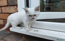 British Shorthair cats for sale: British short hair pure breed - Image 9