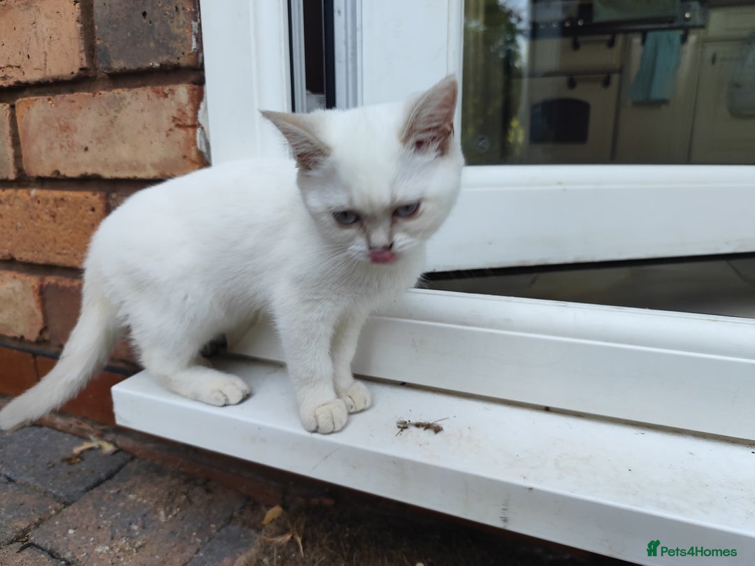 British Shorthair cats for sale: British short hair pure breed - Image 9