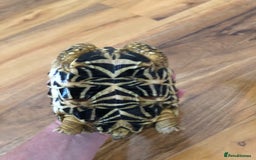 Tortoise reptiles for sale: Indian Star Tortoises - Image 6