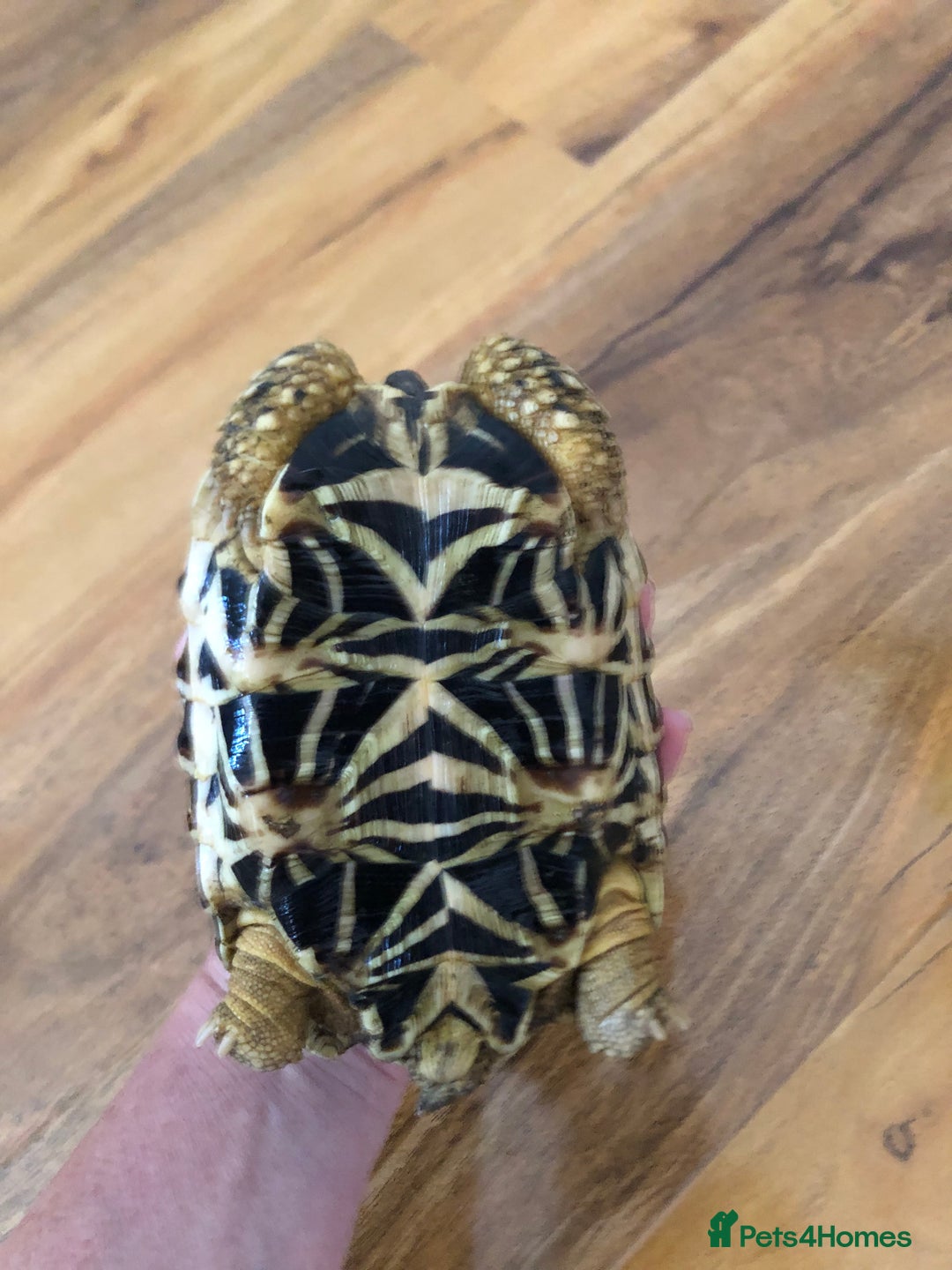 Tortoise reptiles for sale: Indian Star Tortoises - Image 6